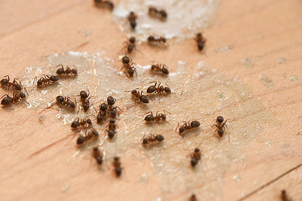 Best Pest Control for Businesses  in East Basin, UT